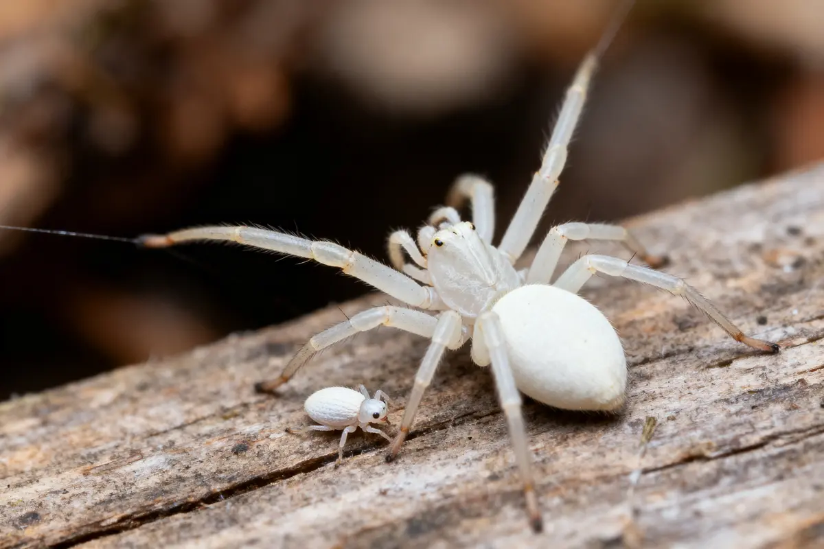 Araignée blanche sur une branche près d'un insecte plus petit, vue rapprochée.