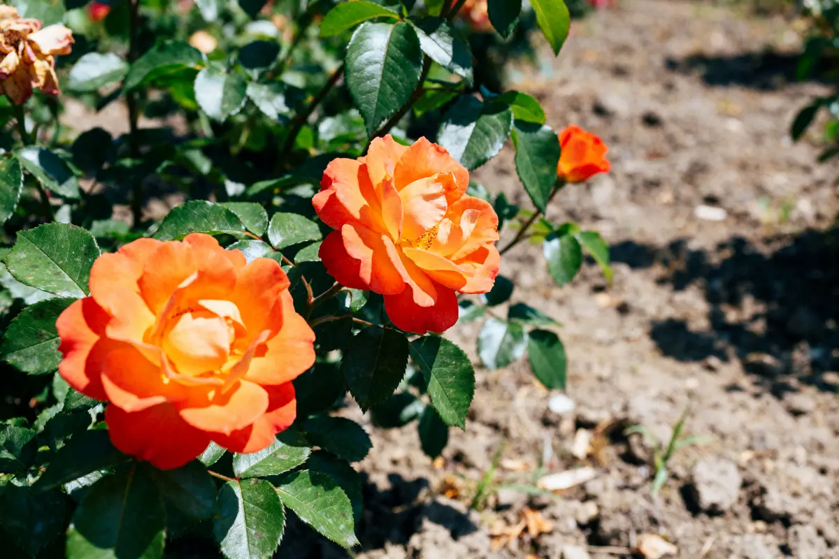 Rose Super Star éclatante dans un jardin ensoleillé avec feuillage vert luxuriant